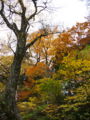 大山紅葉（大山寺付近）