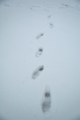雪の足跡（宍道湖ふれあいパーク）