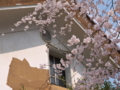 川本　しだれ桜