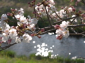 玉湯川土手の桜