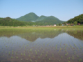 大江高山　田植え後