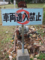 Kimachi_Stone