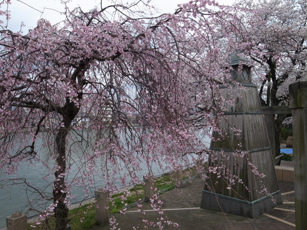 松江大橋南詰の桜