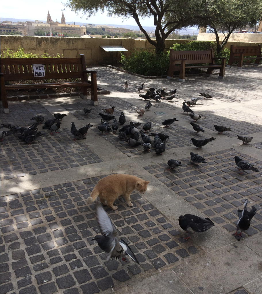 f:id:KenjiCat:20170512163155p:plain f:id:KenjiCat:20170512163155p:plain
