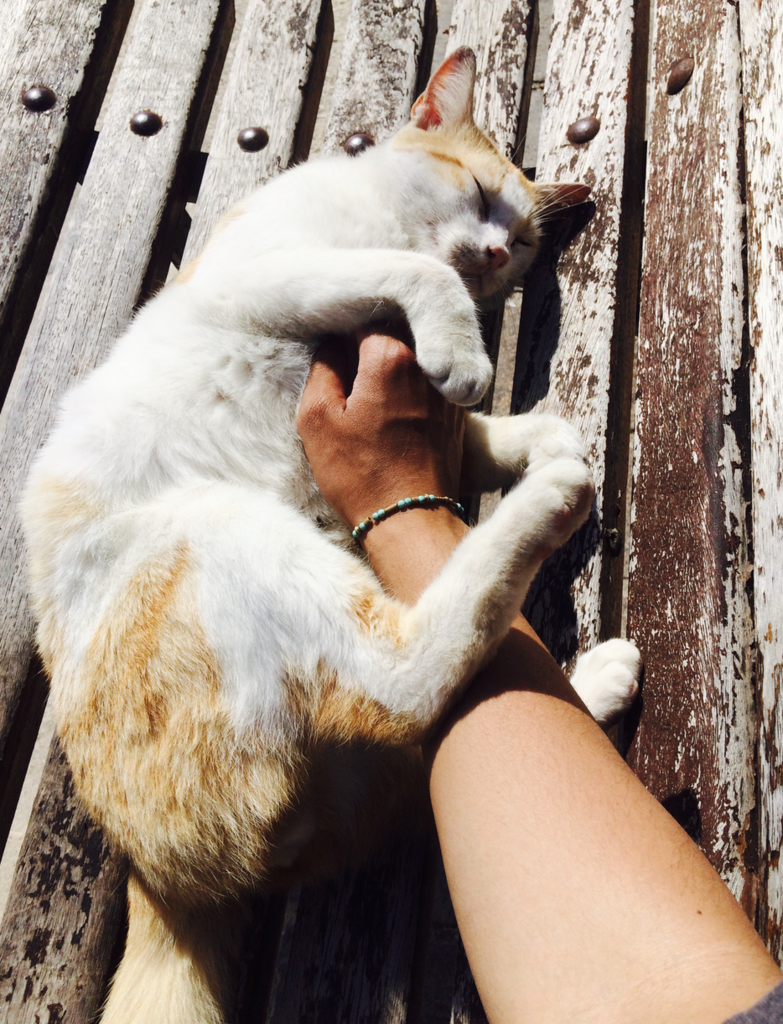 f:id:KenjiCat:20170512165844p:plain f:id:KenjiCat:20170512165844p:plain