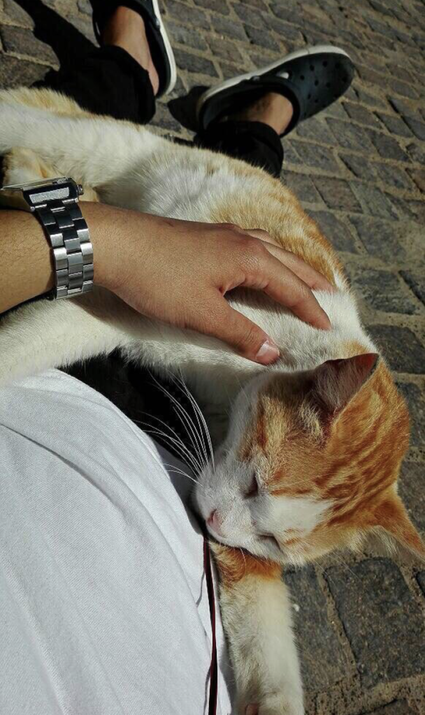 f:id:KenjiCat:20170512165901p:plain f:id:KenjiCat:20170512165901p:plain