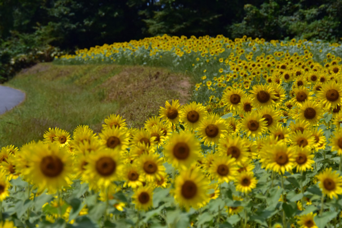 布引高原に咲くひまわりの花 - 旅の途中で観る夢は（おやじの旅日記）2