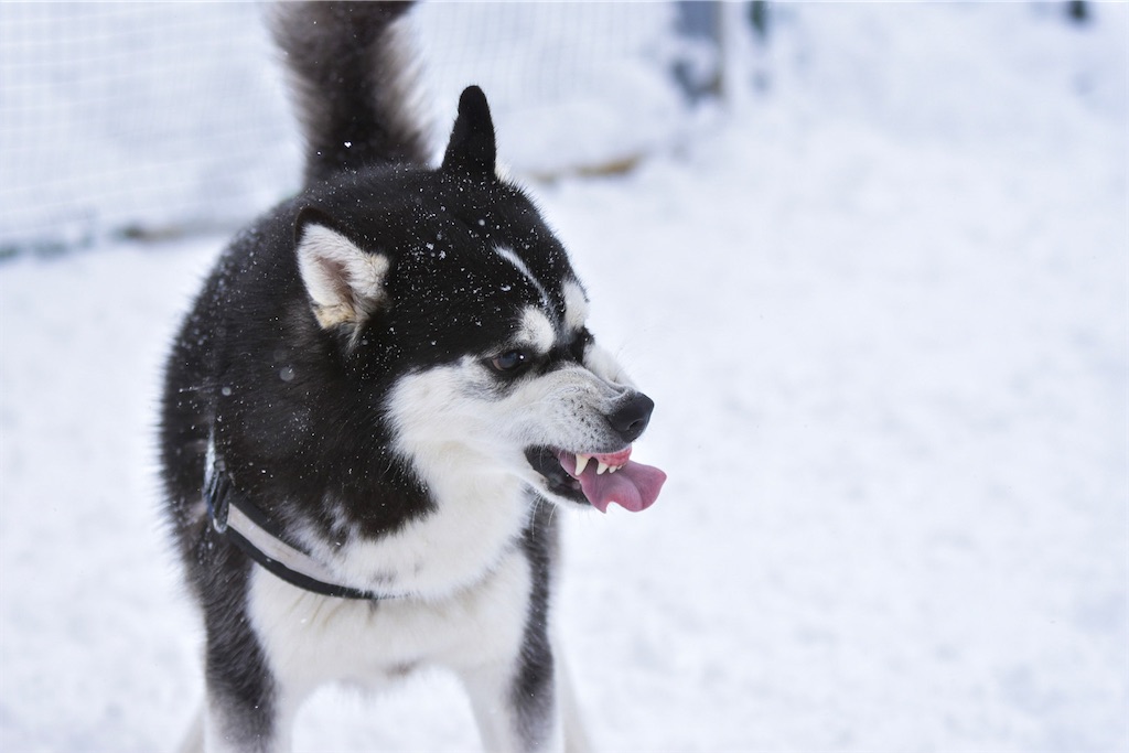 f:id:Keyan_husky:20210522163104j:image f:id:Keyan_husky:20210522163104j:image