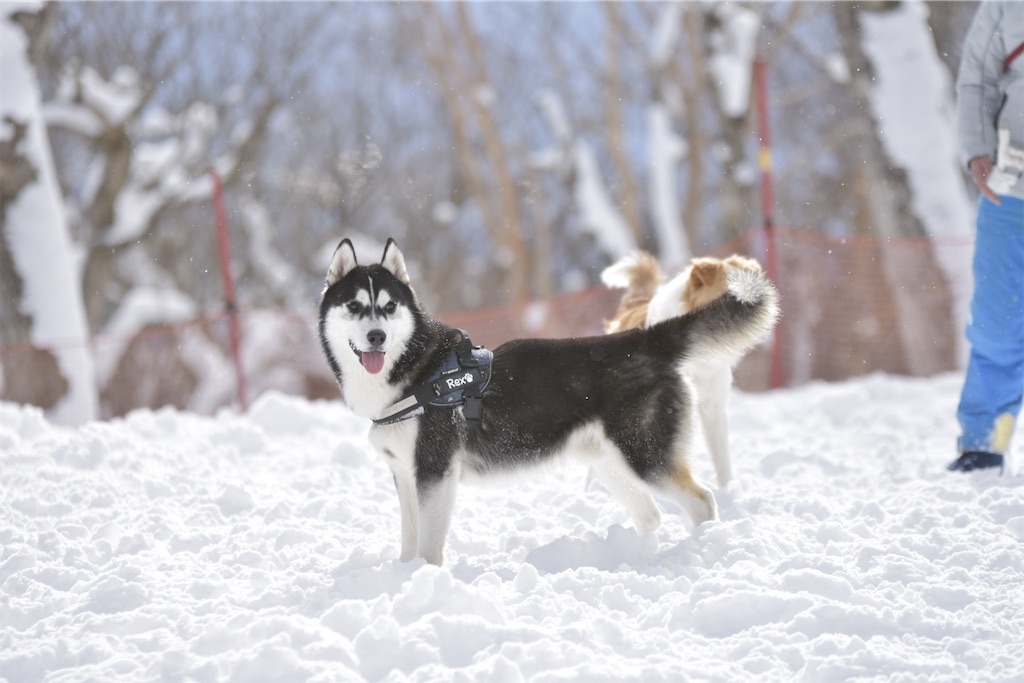 f:id:Keyan_husky:20210525000930j:image f:id:Keyan_husky:20210525000930j:image