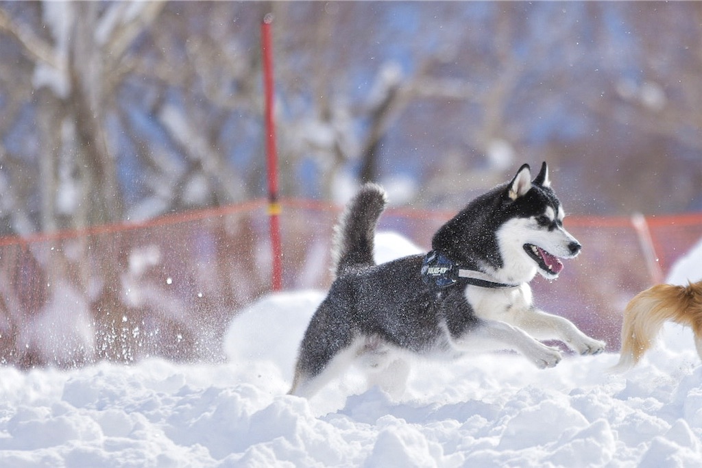 f:id:Keyan_husky:20210525001122j:image f:id:Keyan_husky:20210525001122j:image