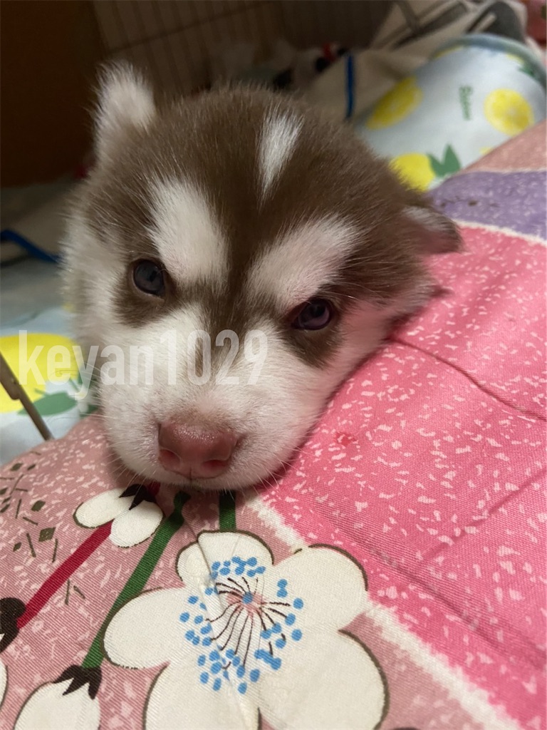 f:id:Keyan_husky:20210610225615j:image f:id:Keyan_husky:20210610225615j:image