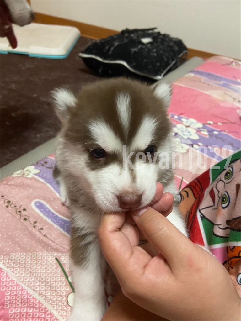 f:id:Keyan_husky:20210610225618j:image f:id:Keyan_husky:20210610225618j:image
