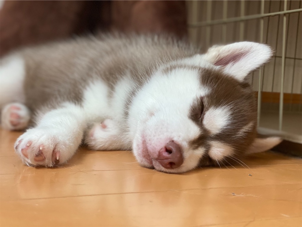 f:id:Keyan_husky:20210701112714j:image f:id:Keyan_husky:20210701112714j:image