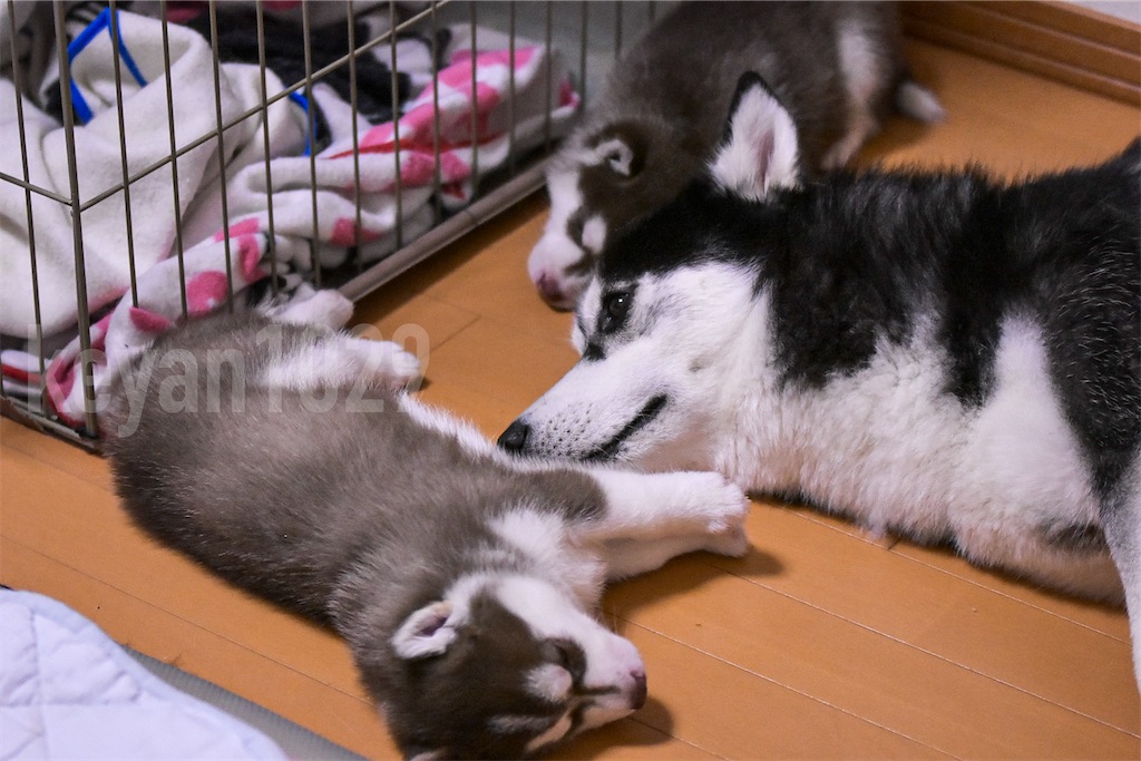 f:id:Keyan_husky:20210706112752j:image f:id:Keyan_husky:20210706112752j:image