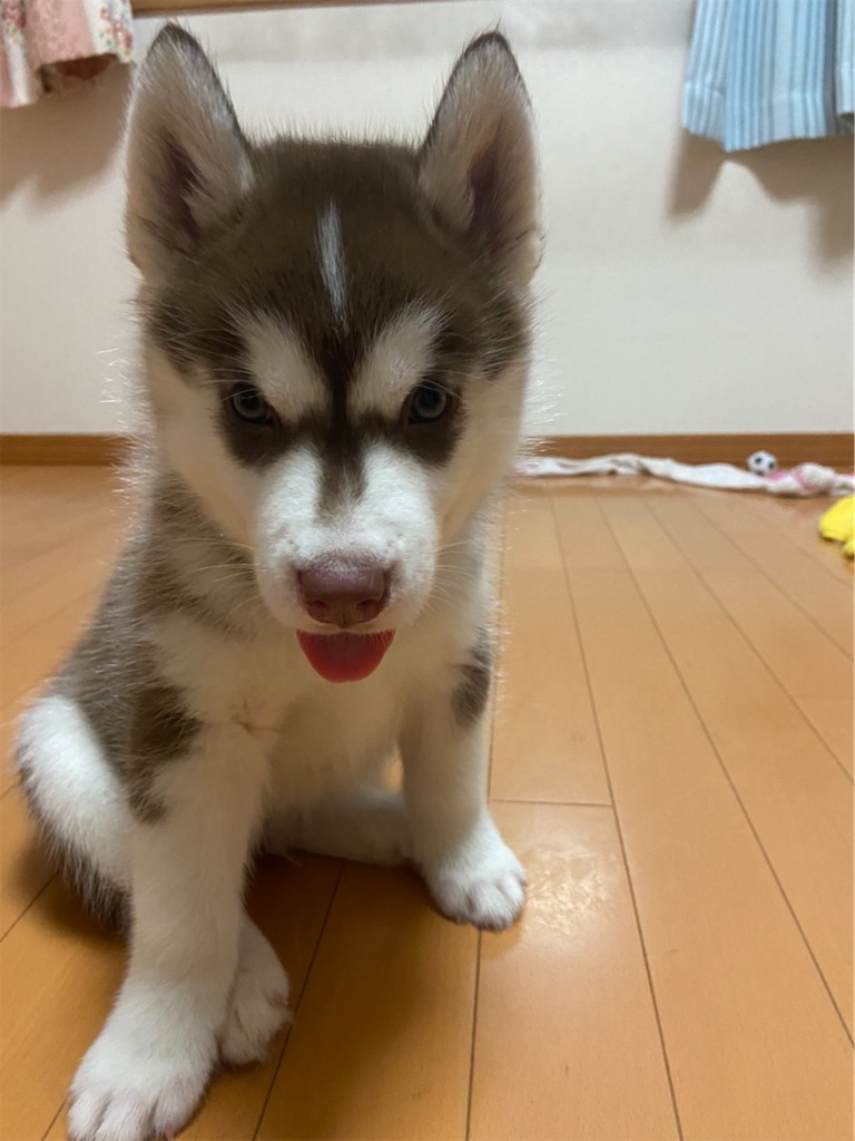 f:id:Keyan_husky:20210706113009j:image f:id:Keyan_husky:20210706113009j:image
