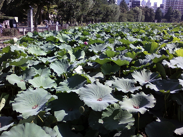 f:id:KihiminHamame:20220201004546j:plain