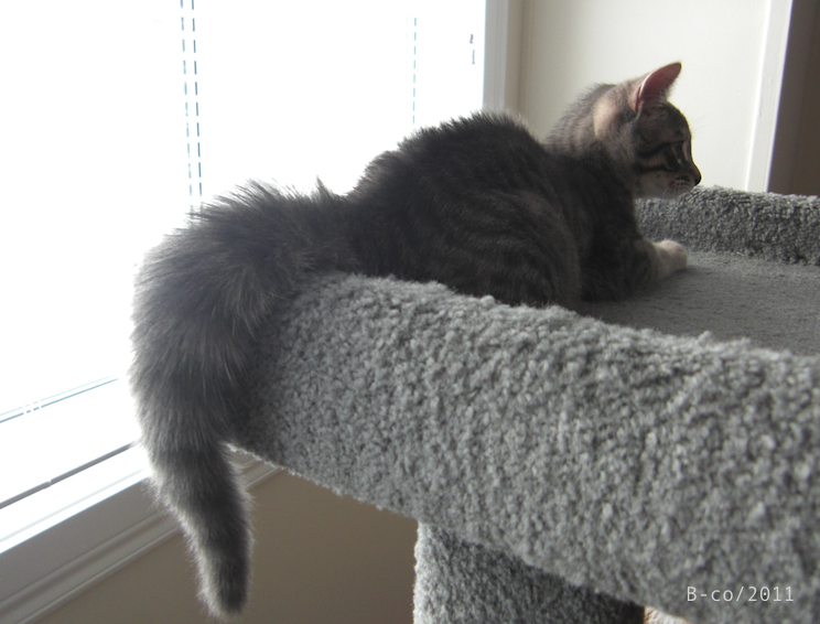 f:id:KijiB-co:20160502045302p:plain f:id:KijiB-co:20160502045302p:plain