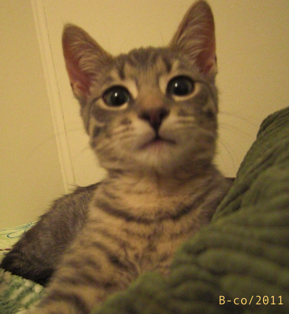 f:id:KijiB-co:20160502045511p:plain