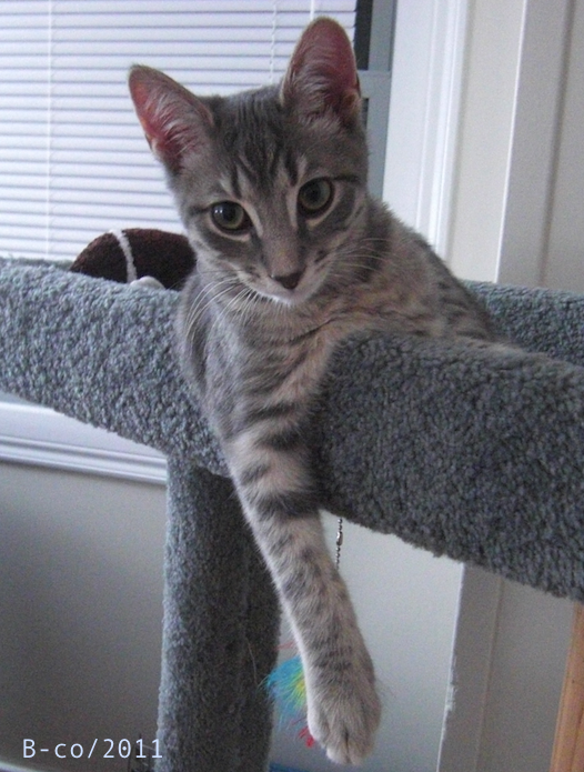 f:id:KijiB-co:20160502061115p:plain