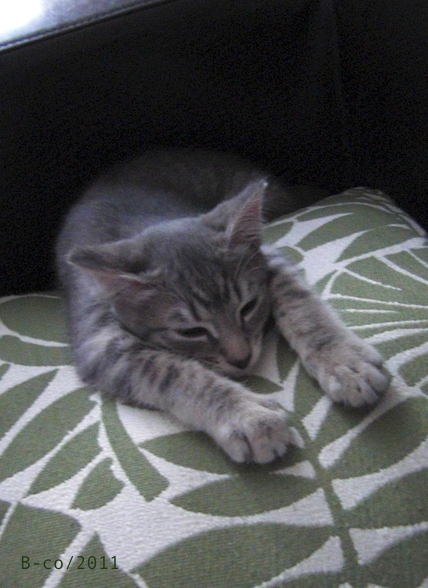 f:id:KijiB-co:20160502070452p:plain