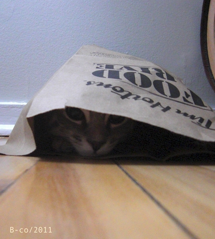 f:id:KijiB-co:20160502074232p:plain