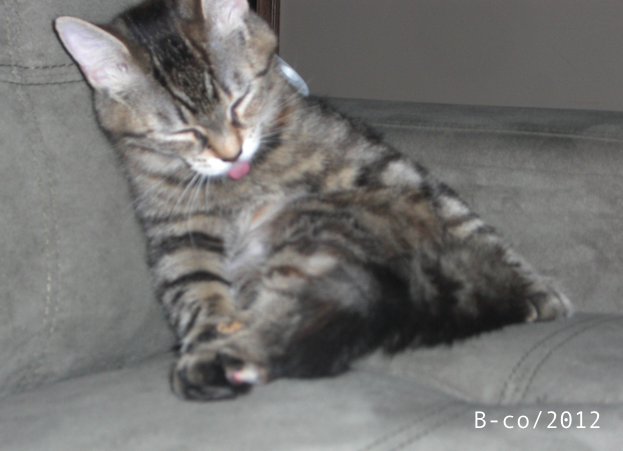 f:id:KijiB-co:20160703082559p:plain