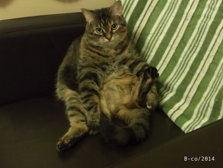 f:id:KijiB-co:20160924014228p:plain