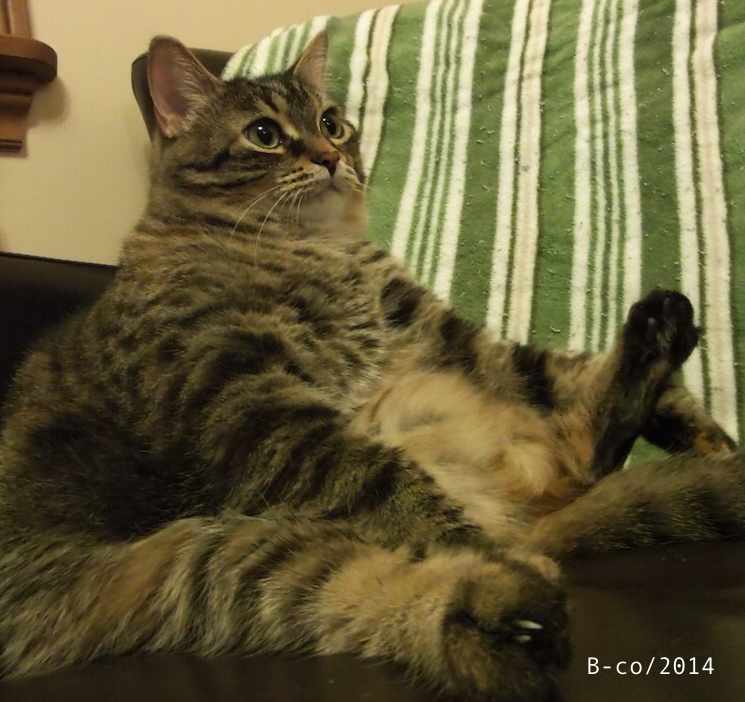 f:id:KijiB-co:20160924014246p:plain