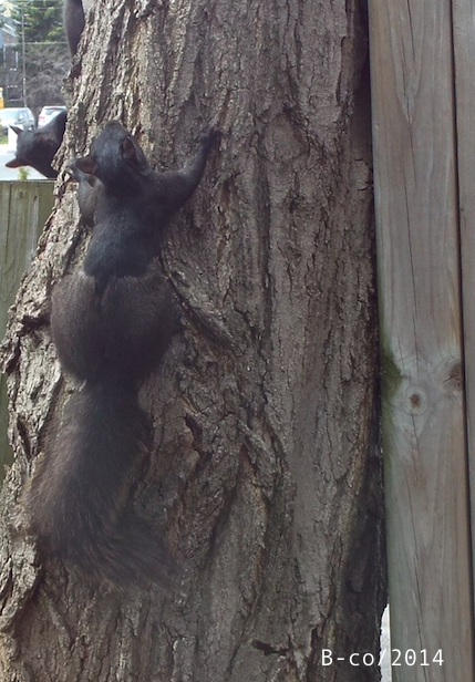 f:id:KijiB-co:20160924065049p:plain