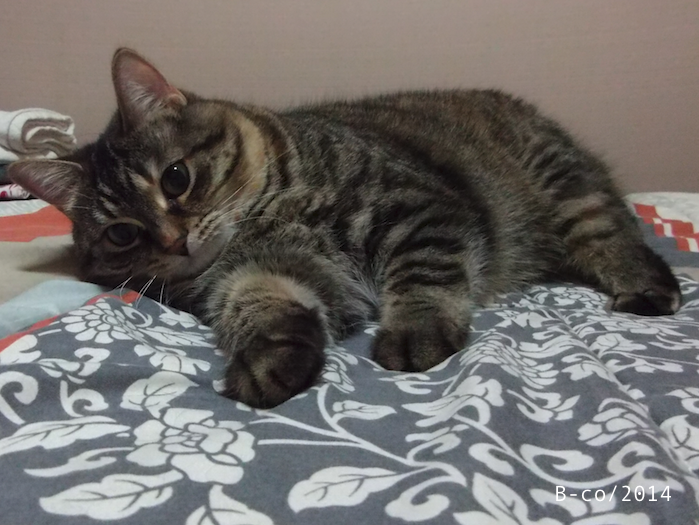 f:id:KijiB-co:20160924104842p:plain