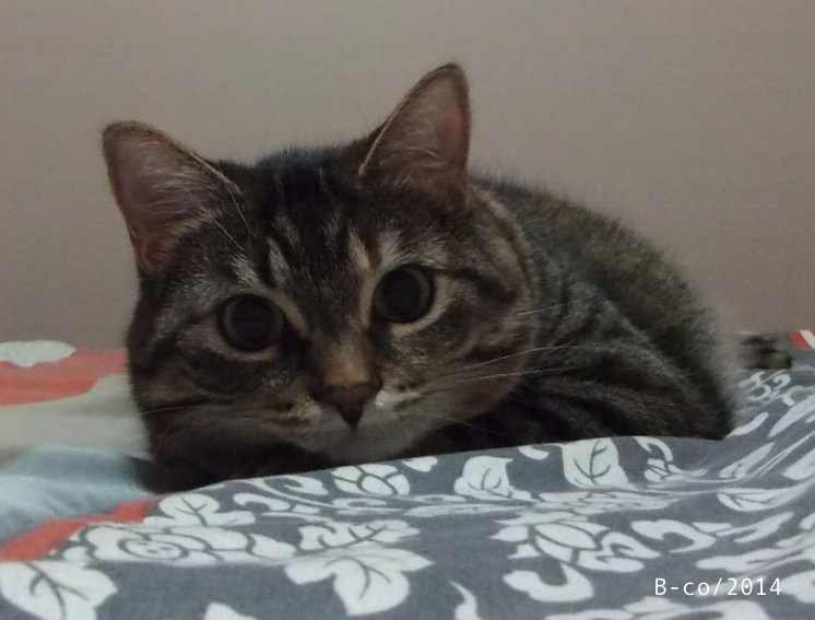 f:id:KijiB-co:20160924104901p:plain