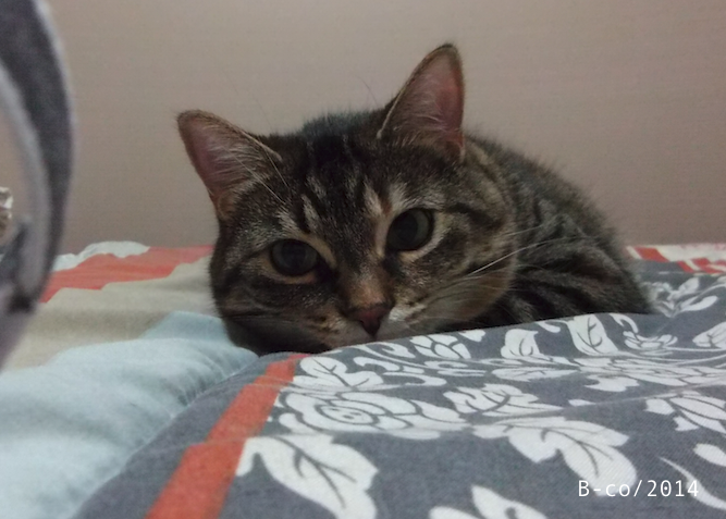 f:id:KijiB-co:20160924104918p:plain