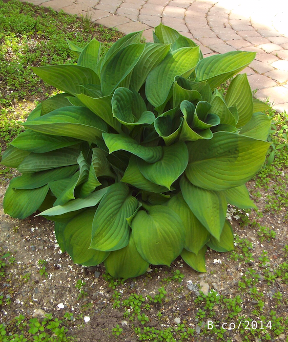 f:id:KijiB-co:20160925030954p:plain