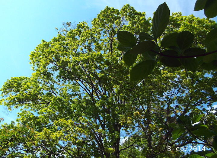 f:id:KijiB-co:20160925031142p:plain