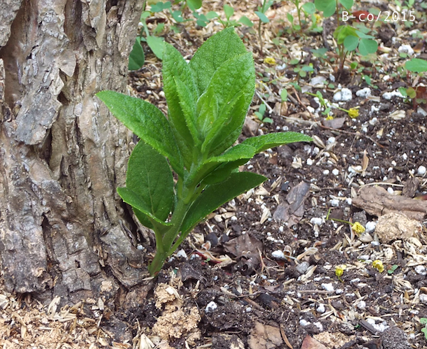 f:id:KijiB-co:20161215143223p:plain