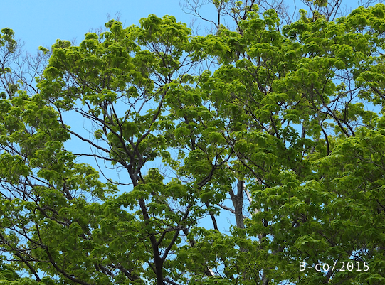 f:id:KijiB-co:20161215143238p:plain