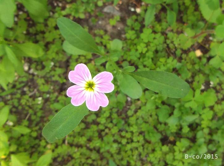 f:id:KijiB-co:20161215155246p:plain