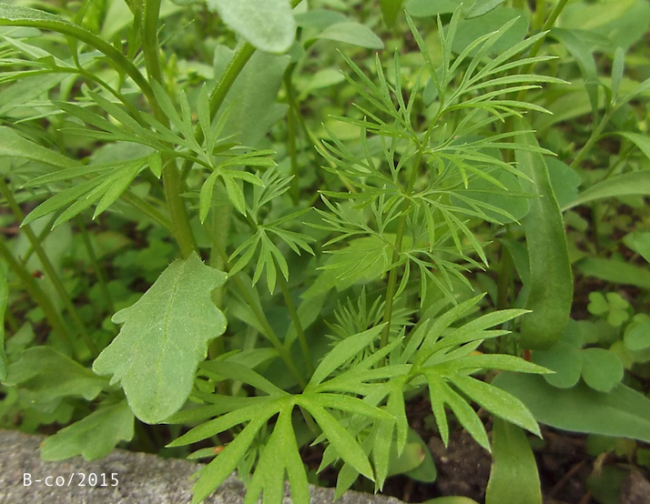 f:id:KijiB-co:20161215155325p:plain