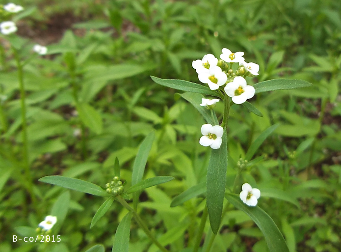 f:id:KijiB-co:20161215155346p:plain