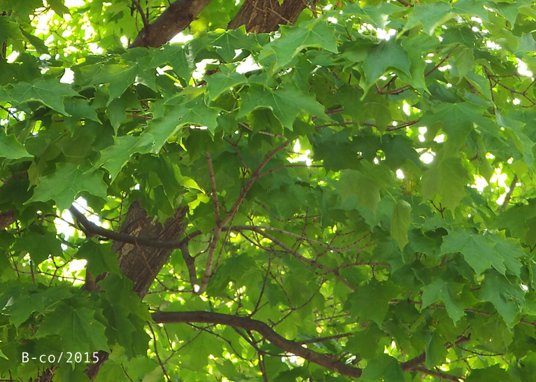 f:id:KijiB-co:20161215155406p:plain