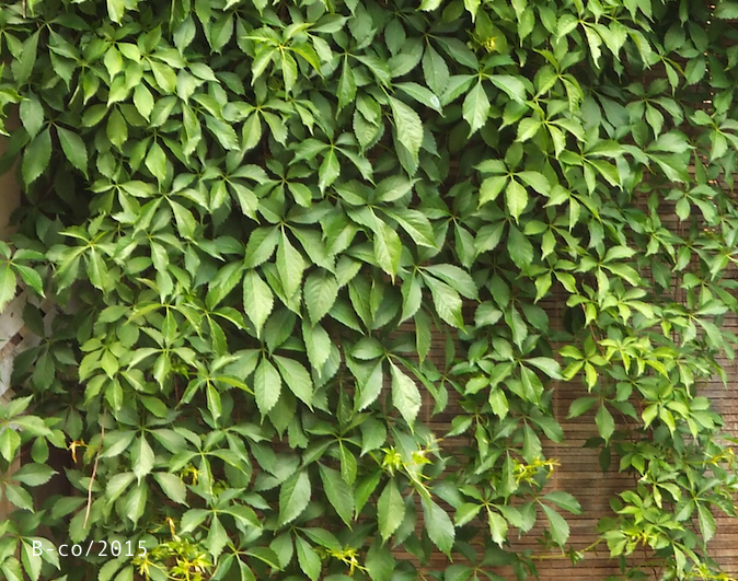 f:id:KijiB-co:20161215155425p:plain