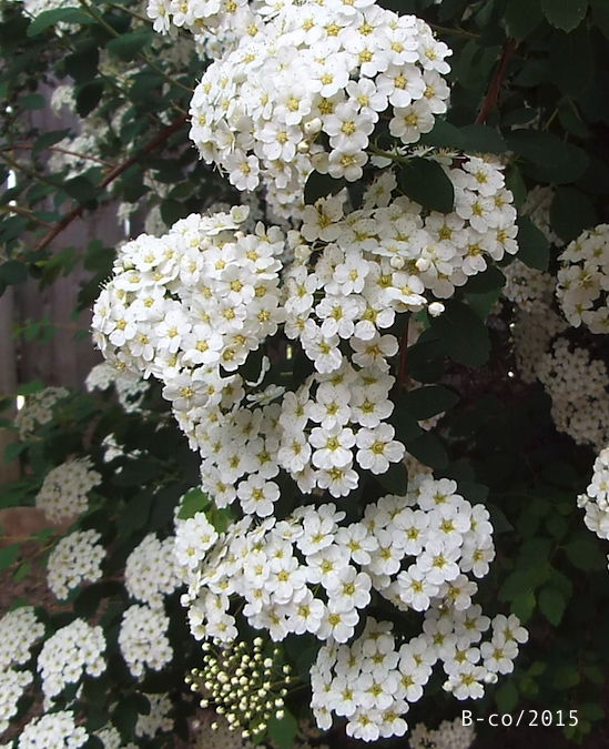 f:id:KijiB-co:20161215155441p:plain