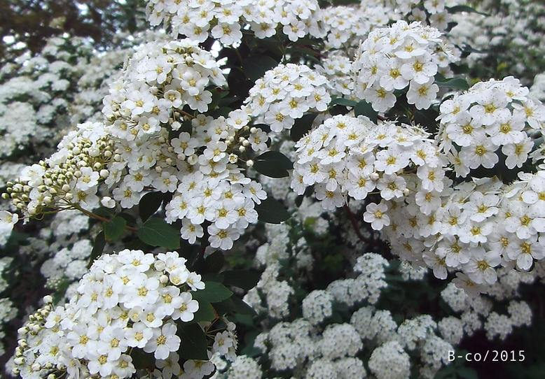 f:id:KijiB-co:20161215155501p:plain