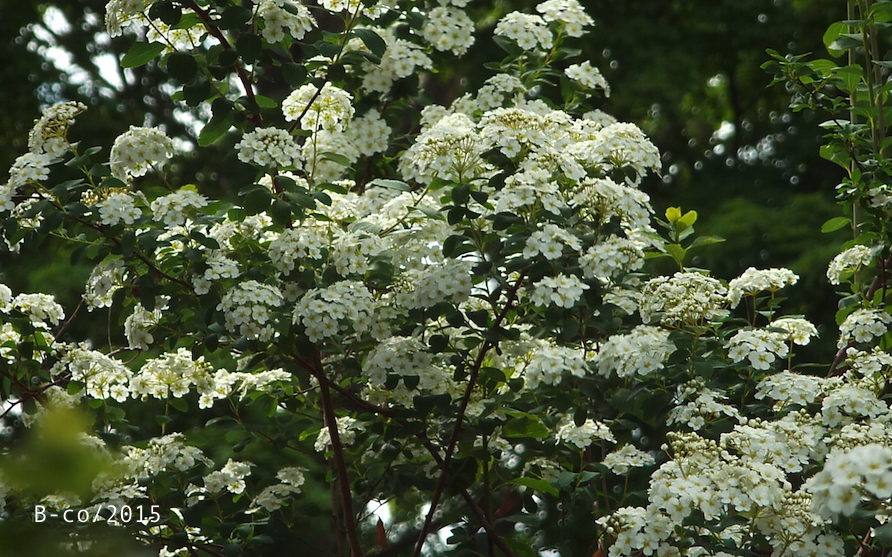 f:id:KijiB-co:20161215155540p:plain