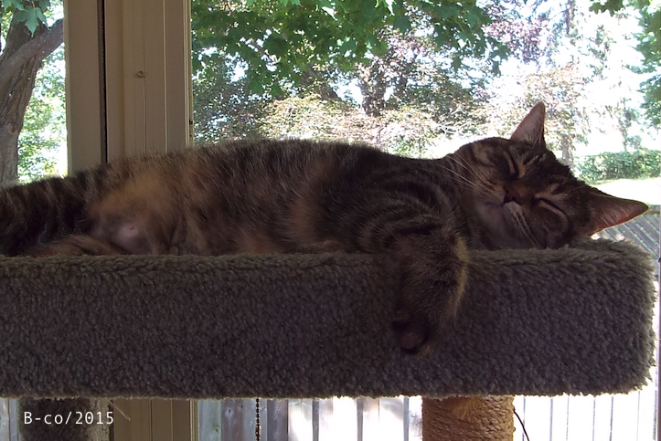 f:id:KijiB-co:20170111142819p:plain