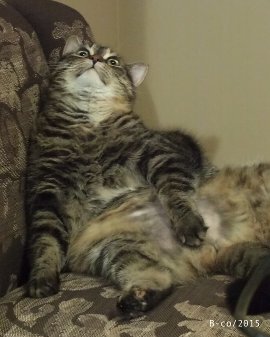 f:id:KijiB-co:20170111151642p:plain