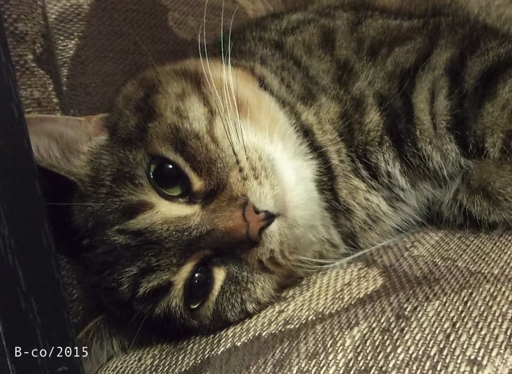 f:id:KijiB-co:20170111151659p:plain