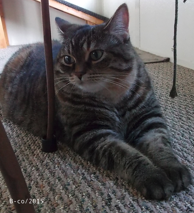 f:id:KijiB-co:20170111160000p:plain