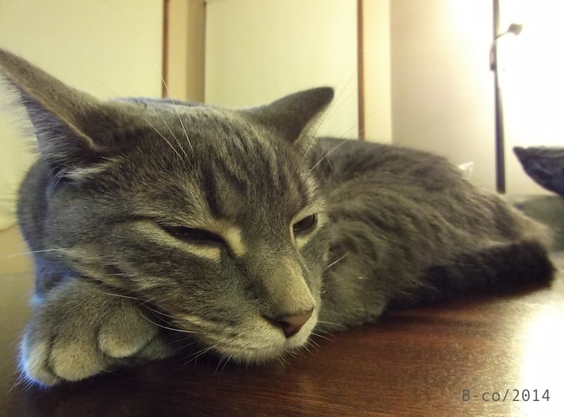 f:id:KijiB-co:20170114075023p:plain