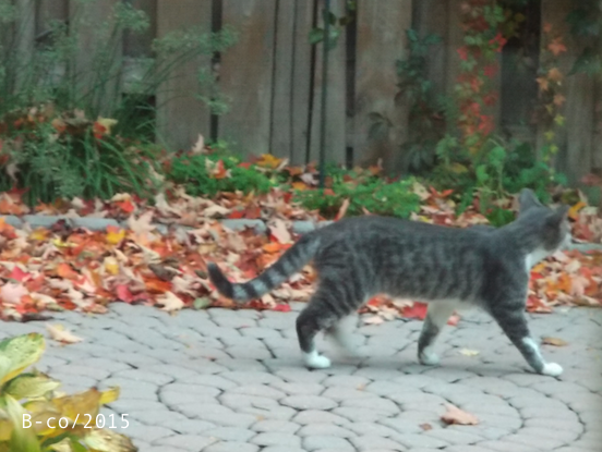 f:id:KijiB-co:20170114080049p:plain